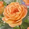 'Better Times ' Hybrid Tea Rose -Greenzy Sales Store visi163648 better times