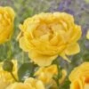'Absolutely Fabulous' Floribunda Rose -Greenzy Sales Store visi163658 absolutely fabulous