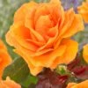 'Palace Fleur' Patio Shrub Rose -Greenzy Sales Store visi163662 palace fleur