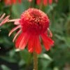 Echinacea 'Carrot Cake' -Greenzy Sales Store visi164441 cake 7d4d3c7e 7e87 4437 99f6 23403538859d