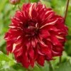 Dahlia Bohemian Spartacus -Greenzy Sales Store visi166509 bohemian 7b77e5ba a2b0 4c79 99e4 d32ef6ebe23c