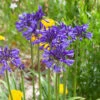 Agapanthus 'Navy Blue' | 3L 6 Agapanthus 'Navy Blue' | 3L -Greenzy Sales Store visi184776 9826ea49 ae88 468b 9b7a 17f4b41379c9
