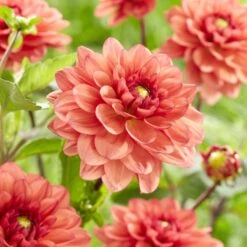 Dahlia 'Orange Girl' -Greenzy Sales Store visi185618