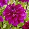 Dahlia 'Thomas Edison' 5 Dahlia 'Thomas Edison' -Greenzy Sales Store visi200023 thomas edison
