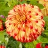 Dahlia Lady Darlene -Greenzy Sales Store visi200659 darlene 8a875447 38b5 4e0c 9324 bfdd45ff83f2