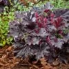 Heuchera 'Timeless Night' -Greenzy Sales Store visi207047 1