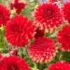 Dahlia 'Garden Wonder' -Greenzy Sales Store visi208037 garden wonder