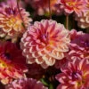 Dahlia 'Pacific View' -Greenzy Sales Store visi208416 pacific view