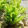 Hart's Tongue Fern | Phyllitis Scolopendrium -Greenzy Sales Store visi213893