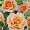 'La Villa Cotta' Shrub Rose -Greenzy Sales Store visi24126 la villa cotta
