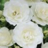'Peter James Richardson' Floribunda Rose -Greenzy Sales Store visi24135 peter james