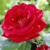 'Lucky Charm' Hybrid Tea Rose -Greenzy Sales Store visi24142 lucky charm
