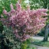 Japanese Cherry Blossom Tree | Prunus Serrulata 'Kanzan' -Greenzy Sales Store visi25691 page