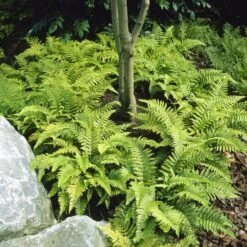 Tassel Fern | Polystichum Polyblepharum -Greenzy Sales Store visi25701