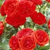 'Trumpeter' Floribunda Rose -Greenzy Sales Store visi25890 trumpeter
