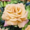 'Niceday' Patio Climbing Rose -Greenzy Sales Store visi25908 nice day