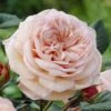 'It's A Wonderful Life' Floribunda Rose -Greenzy Sales Store visi28368 wonderful life