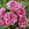 'Soul' Shrub Rose -Greenzy Sales Store visi28374 soul