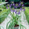 Agapanthus 'Purple Heart' | 3L -Greenzy Sales Store visi28675