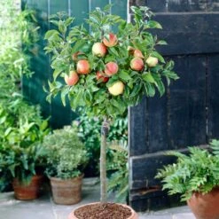 'Discovery' Semi-Dwarf Apple Tree -Greenzy Sales Store visi28809 discovery