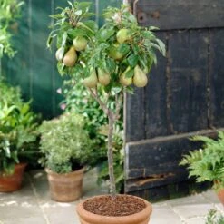 Award Winning Patio Fruit Tree Collection | Cherry, Pear & Plum | Growers' Choice -Greenzy Sales Store visi28811