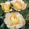 'Queen Bee' Floribunda Rose -Greenzy Sales Store visi34976 queen bee