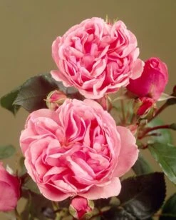 'Parade Cajsa' Patio Shrub Rose -Greenzy Sales Store visi35074 cajsa