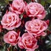 'Nautica' Floribunda Rose 5 'Nautica' Floribunda Rose -Greenzy Sales Store visi35141 nautica