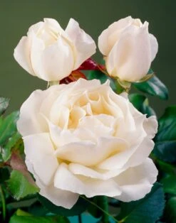 'Patio Hit Georgia' Patio Shrub Rose -Greenzy Sales Store visi35488 georgia