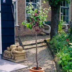 Award Winning Patio Fruit Tree Collection | Cherry, Pear & Plum | Growers' Choice -Greenzy Sales Store visi35980 victoria