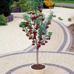 Award Winning Patio Fruit Tree Collection | Cherry, Pear & Plum | Growers' Choice -Greenzy Sales Store visi35989