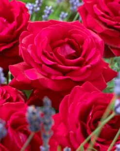 'Parade Karla' Patio Shrub Rose -Greenzy Sales Store visi36032 karla