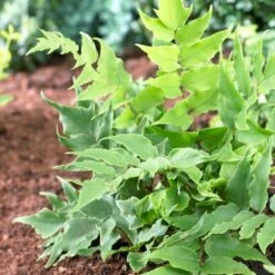 Holly Fern | Cyrtomium Clivicola