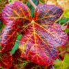 Ornamental Grape Vine | Vitis 'Brant' -Greenzy Sales Store vitis brant