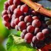'Autumn Royal' Seedless Grape Vine -Greenzy Sales Store vitisautumnroyal1