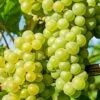 'Chardonnay' Grape Vine -Greenzy Sales Store vitischardonnay1