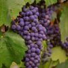'Regent' Grape Vine -Greenzy Sales Store vitisregent1