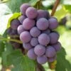 'Strawberry' Grape Vine 7 'Strawberry' Grape Vine -Greenzy Sales Store vitisstrawberry1