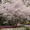 White Winter Flowering Cherry Tree | Prunus Subhirtella 'Autumnalis' -Greenzy Sales Store whitewinter 1