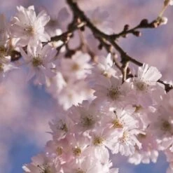 White Winter Flowering Cherry Tree | Prunus Subhirtella 'Autumnalis' -Greenzy Sales Store whitewinter 2