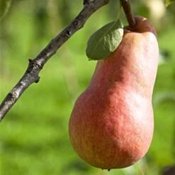 'Red Williams' Pear Tree -Greenzy Sales Store williamsred 1