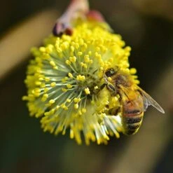 Best Mixed Native Wildlife Hedging | Growers' Choice -Greenzy Sales Store willow tortousa