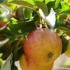 'Winter Gem' Apple Tree -Greenzy Sales Store wintergem 1