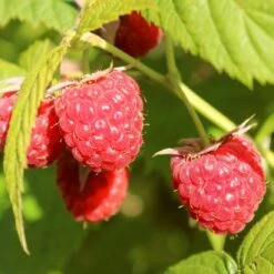'Yummy' Patio Raspberry Plant -Greenzy Sales Store yummy1