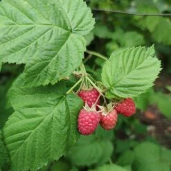 'Yummy' Patio Raspberry Plant -Greenzy Sales Store yummy2