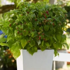 'Yummy' Patio Raspberry Plant -Greenzy Sales Store yummy2 ab3b9673 1f5b 4caa a169 4e8b735fd36b